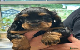 Cocker Spaniel dogs for sale: Working Cocker Spaniels  - Image 1