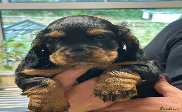 Cocker Spaniel dogs - Advert 2