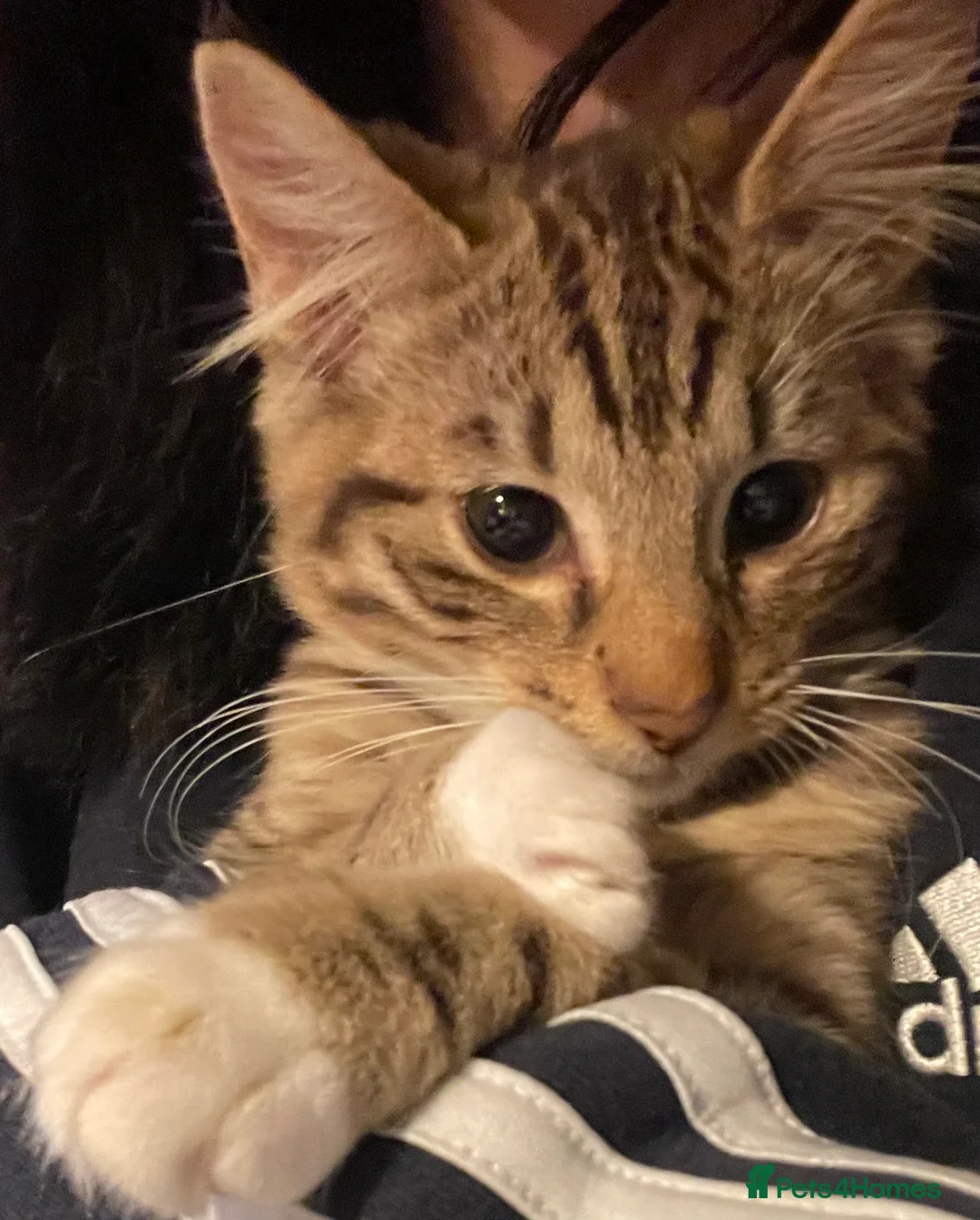 Mixed Breed cats for sale: Half Siamese kitten  in Wolverhampton - Advert 2
