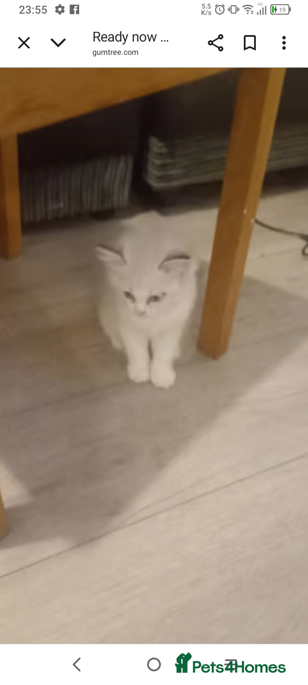 British Longhair cats for sale: Ragdoll kittens  - Image 8
