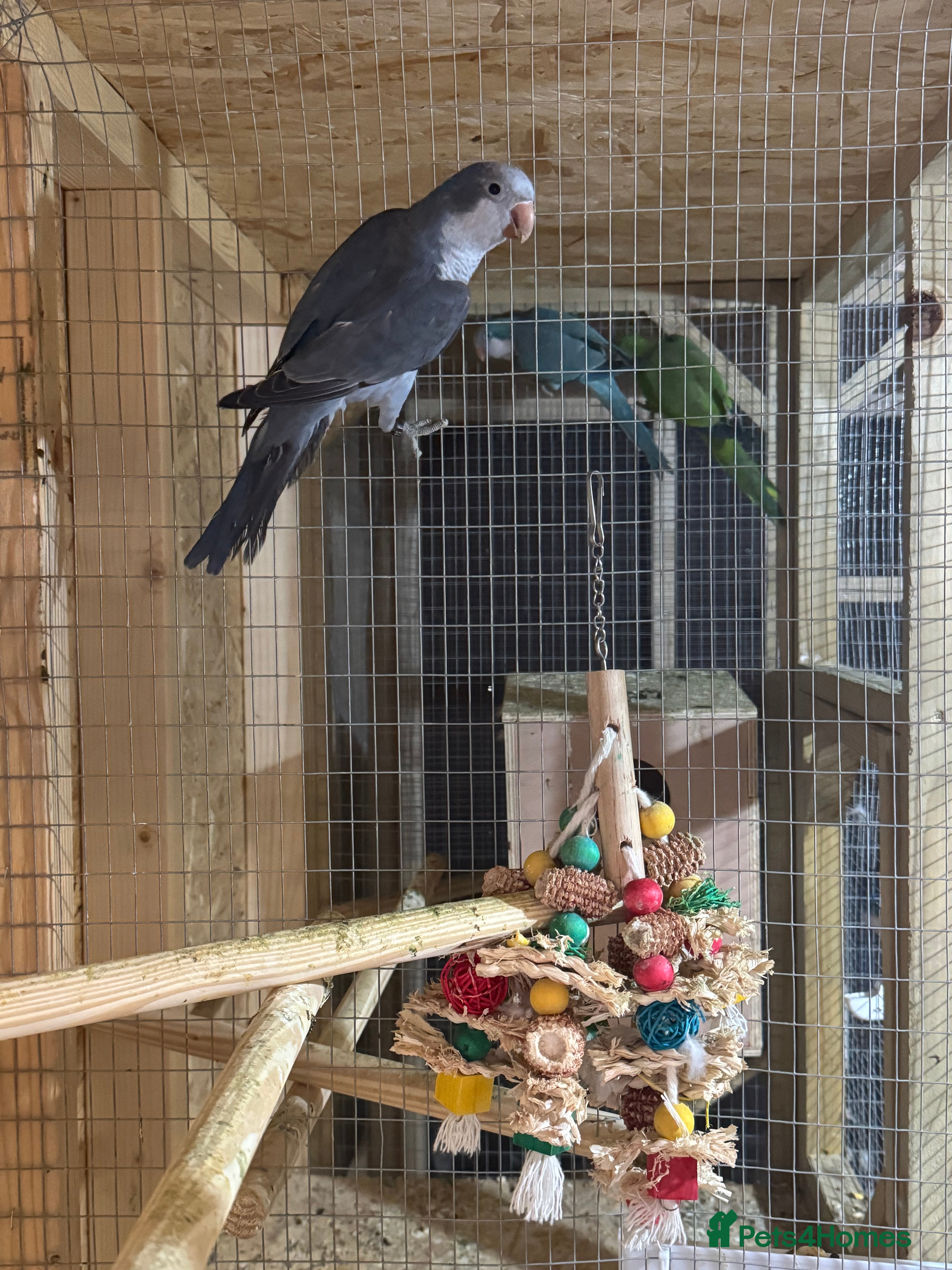 Lovebirds birds Quaker parrots  - Advert 15