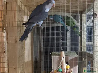 Lovebirds birds Quaker parrots - Advert 15