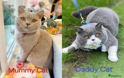 British Shorthair cats for sale: 💙GCCF BSH Kittens🩷 - Image 10