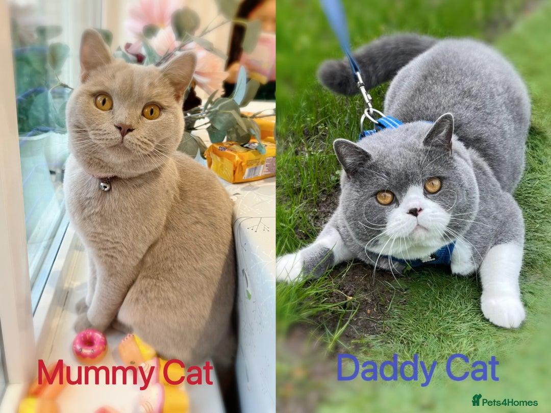 British Shorthair cats for sale: 💙GCCF BSH Kittens🩷 - Image 10