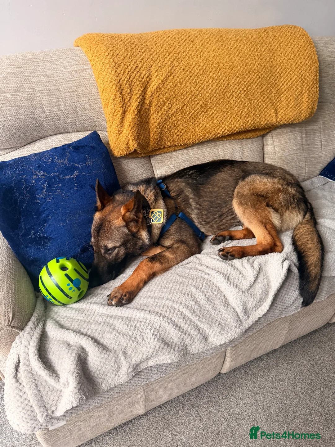 German Shepherd dogs for sale: Enzo the GSD in Manchester - Advert 3