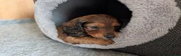 Dachshund dogs for sale: Miniature Dachshund pups  - Advert 4