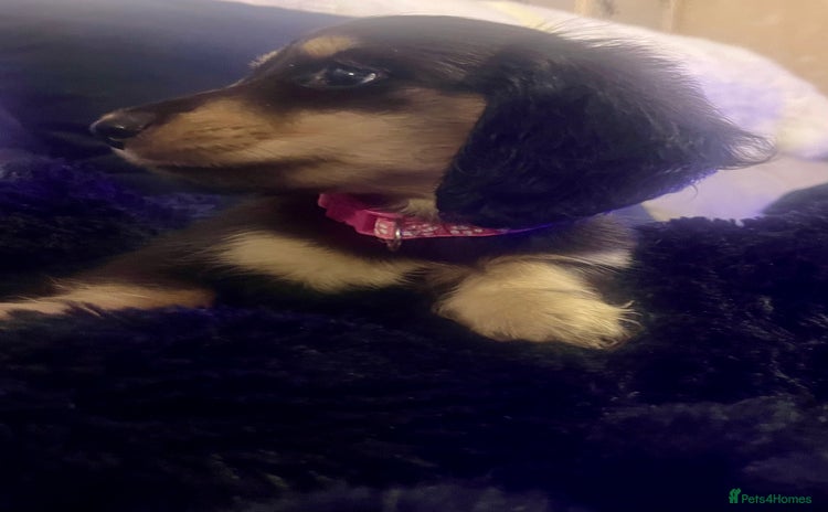 Miniature Dachshund dogs KC Reg PRA Clear Miniature Dachshunds  - Advert 15