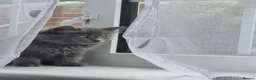 Nebelung cats for sale: Nebelung cross Ragdoll blue grey kitten. in Havant - Advert 10