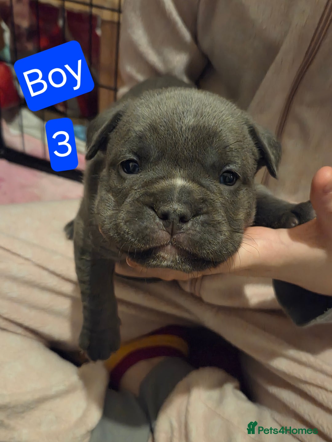 Mixed Breed dogs for sale: Frenglish x American Bully Puppies  - Advert 3