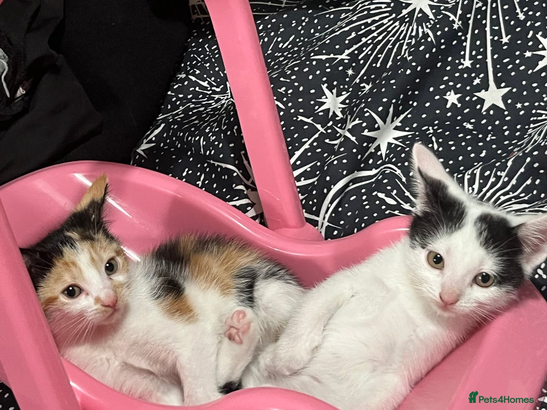 Mixed Breed cats for sale: Beautiful kittens - Image 1