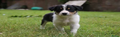 Boy 4
