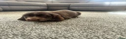 Cocker Spaniel dogs for sale: Show type cocker spaniel puppies  - Advert 14