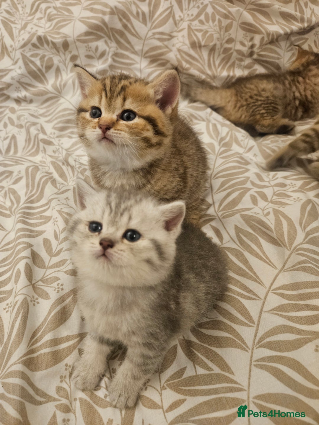 British Shorthair cats for sale: British Shorthair kittens! MALE BACK AVAILABLE!  - Advert 10