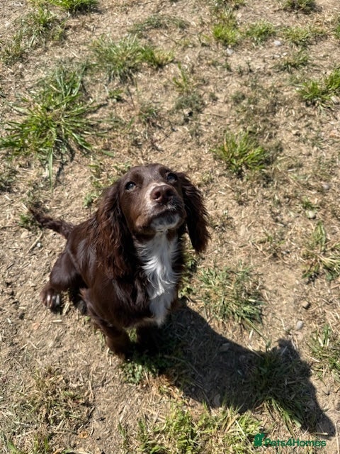 Cocker Spaniel dogs cocker spaniel; bitch 6 months - Advert 4