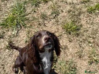 Cocker Spaniel dogs cocker spaniel; bitch 6 months - Advert 2