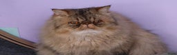 Persian cats for sale: Eric & Mickey - Advert 14