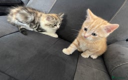 Mixed Breed cats for sale: Stunning long haired kittens  - Image 7