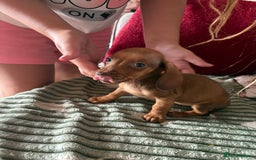 Dachshund dogs for sale: Miniature dachshund  - Image 8