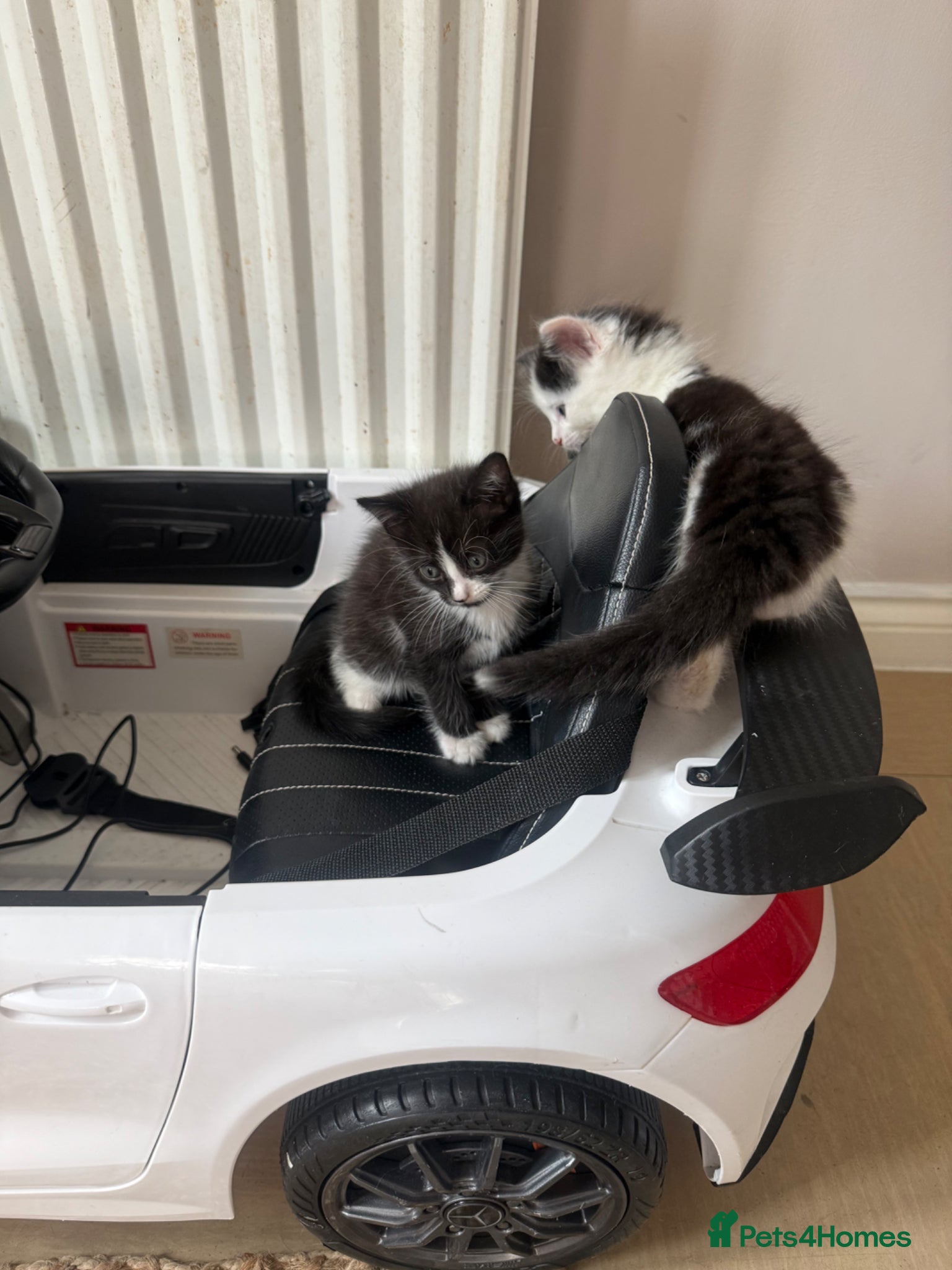 Mixed Breed cats for sale: Kittens for sale  in Chester - Advert 2