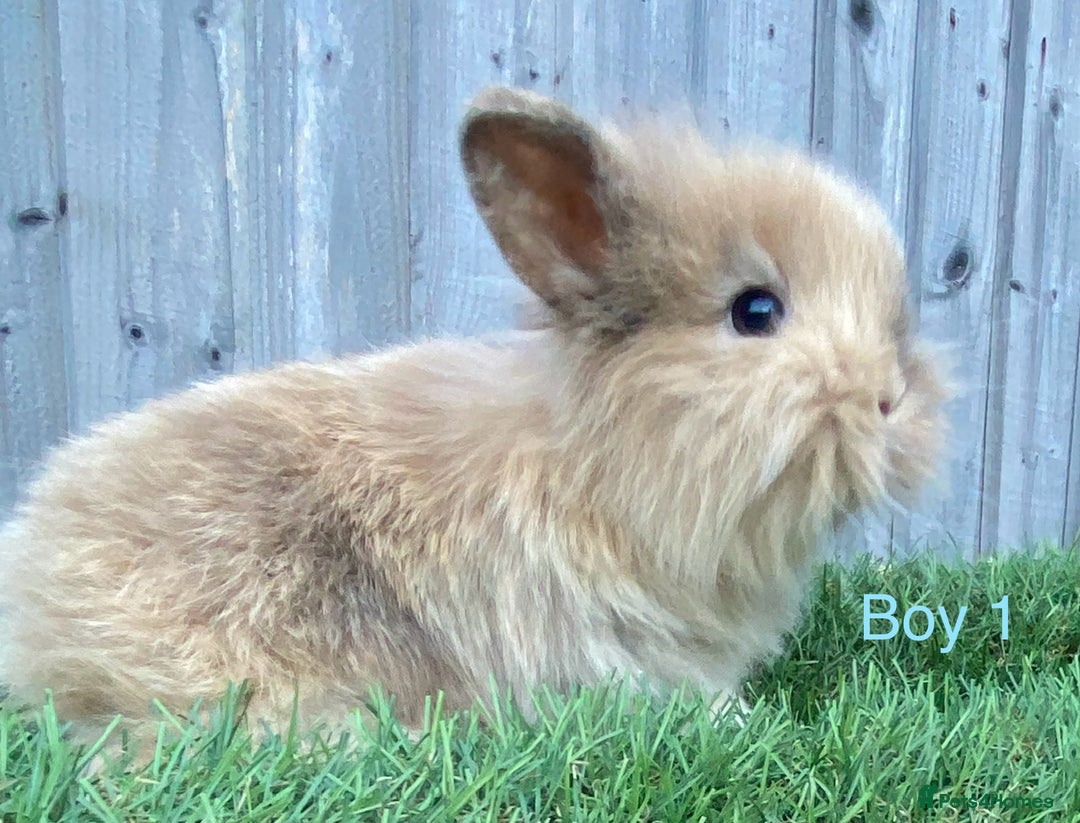 Mini Lion Lop rabbits for sale: Adorable Mini Lion Lops available for Loving Homes - Image 4