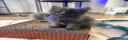 Ragcoon cats for sale: 2 x female Ragcoons - ready to leave - Advert 5