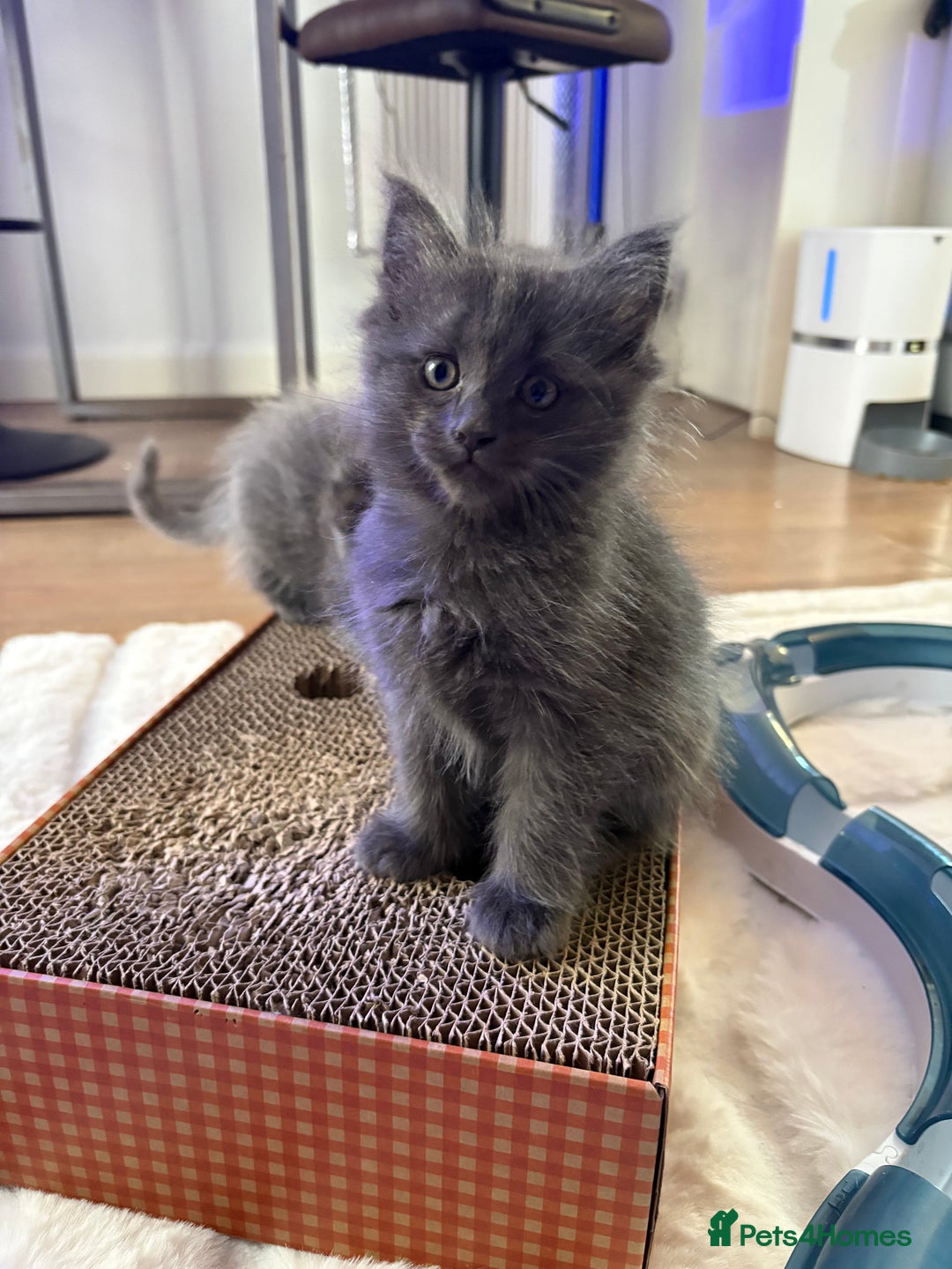 Ragcoon cats for sale: 2 x female Ragcoons - ready to leave - Advert 5