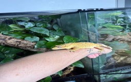Gecko reptiles for sale: Male Crested Gecko Dalmatian with full setup - Image 8