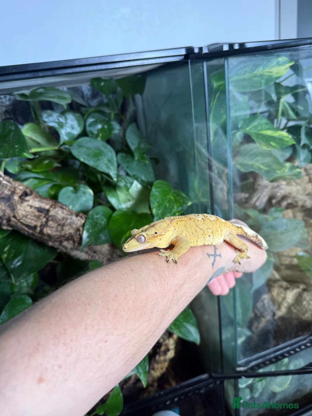 Gecko reptiles for sale: Male Crested Gecko Dalmatian with full setup - Image 8