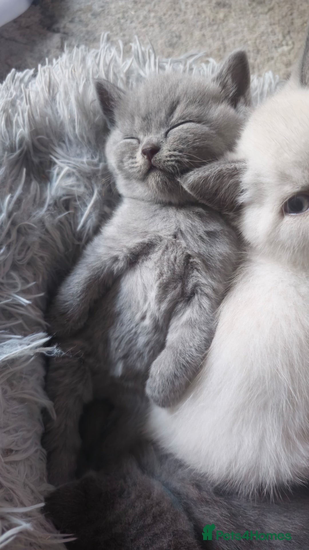 British Shorthair cats for sale: GCCF British shorthair kittens in Alloa - Image 8