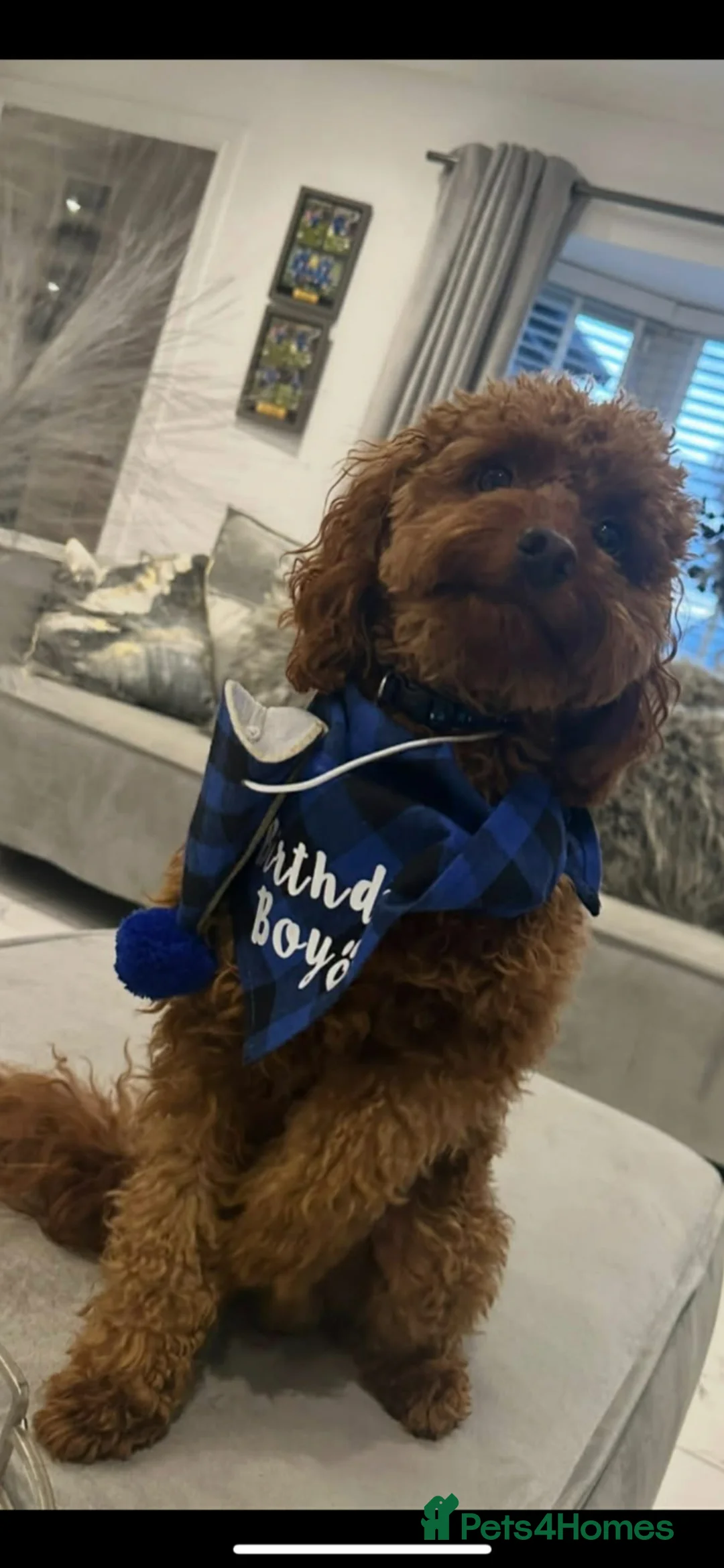 Cavapoo dogs for sale: F2 cavapoo puppies in Halifax - Advert 10