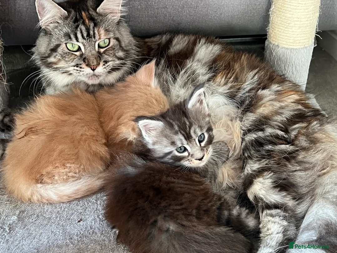 Maine Coon cats for sale: Register Maine Coon Kittens  - Advert 20