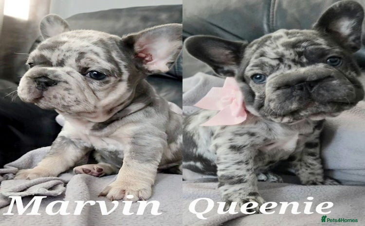French Bulldog dogs - Advert 2