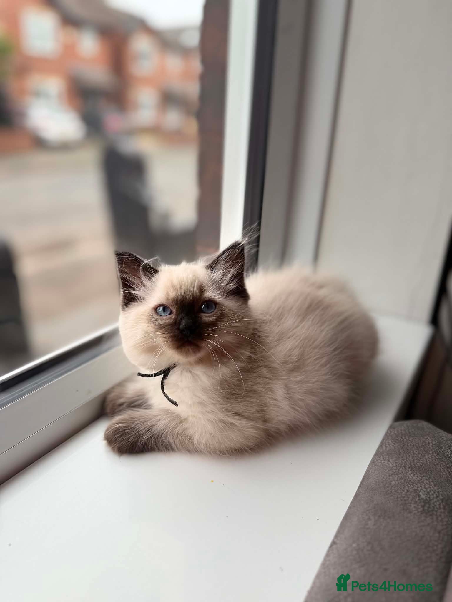 Ragdoll cats for sale: READY NOW RAGDOLL KITTENS  - Advert 22