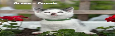 Mixed Breed Kitten 3