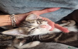 Mixed Breed cats for sale: mix Bengal and Norweign Forrest Kittens - Advert 4