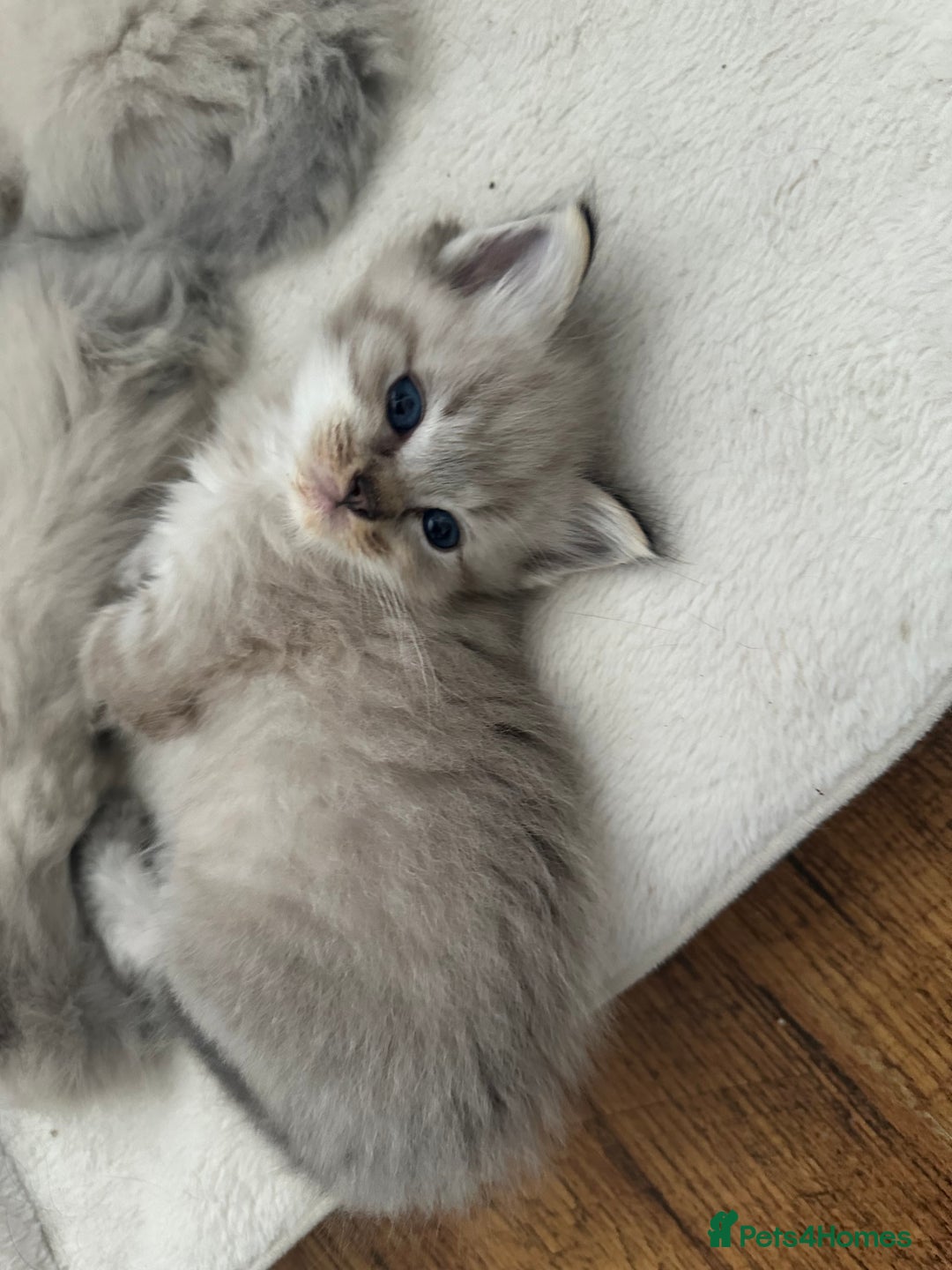 Ragdoll cats for sale: Ragdoll kittens - Image 9