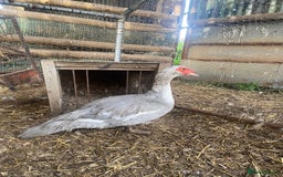 Waterfowl poultry for sale: 2024 Hatch Muscovy Drakes - Image 2