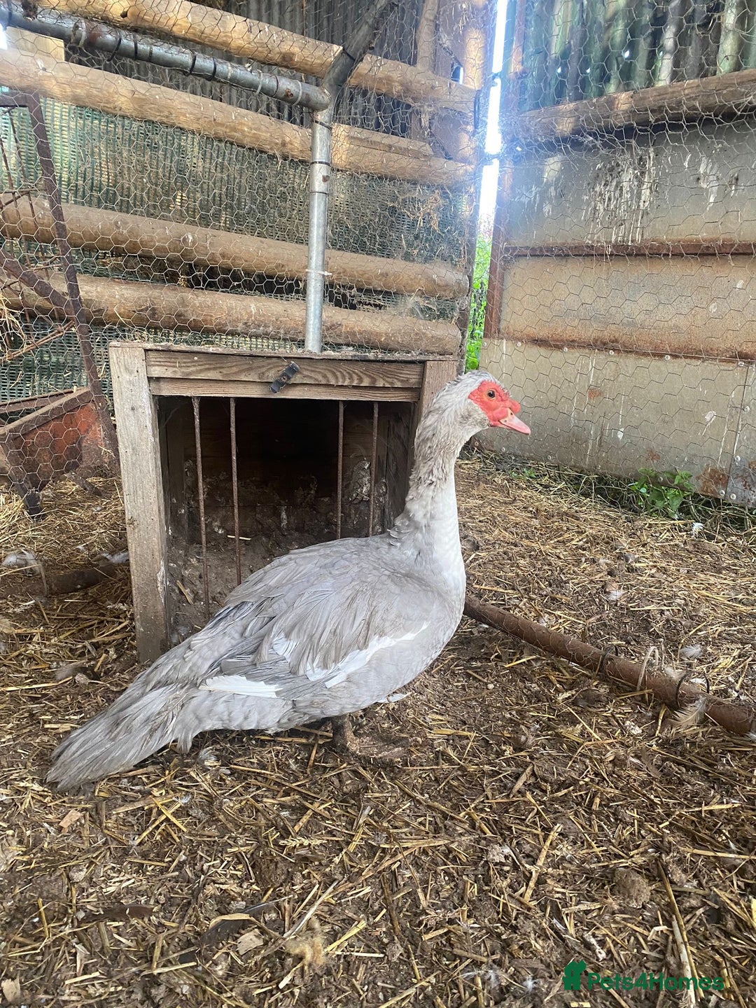 Waterfowl poultry for sale: 2024 Hatch Muscovy Drakes - Image 2