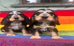 Cocker Spaniel dogs for sale: KC show type cocker spaniel  - READY NOW - Image 5