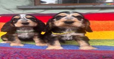 Cocker Spaniel dogs - Advert 6