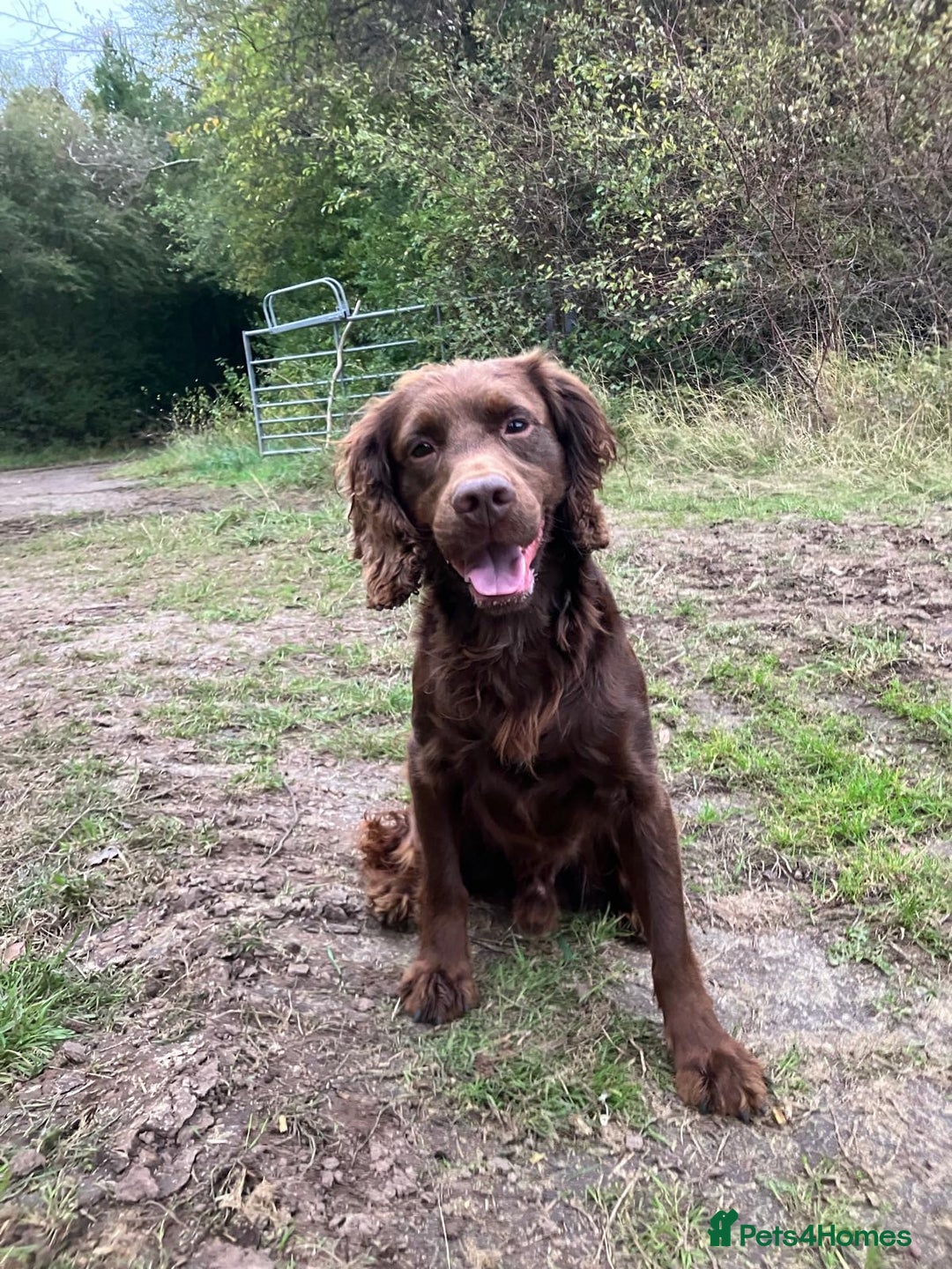 Cocker Spaniel dogs for sale: Male working cocker - Advert 6