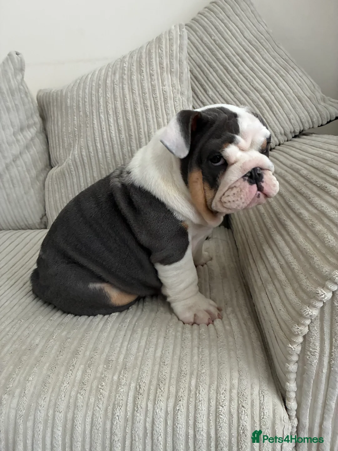 English Bulldog dogs for sale: English bulldog puppy  - Advert 2
