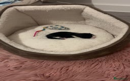 Mixed Breed cats for sale: 4 beautiful kittens for sale, available Halloween - Image 2