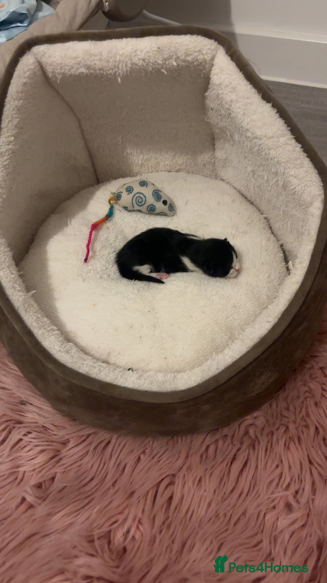 Mixed Breed cats for sale: 4 beautiful kittens for sale, available Halloween - Image 2