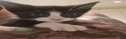 Mixed Breed cats for sale: 3 lovely kittens for sale: Calico, Ginger, Tuxedo in Aylesbury - Advert 5