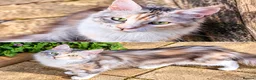 Maine Coon cats for sale: Tica active male and females  in Harlow - Advert 8