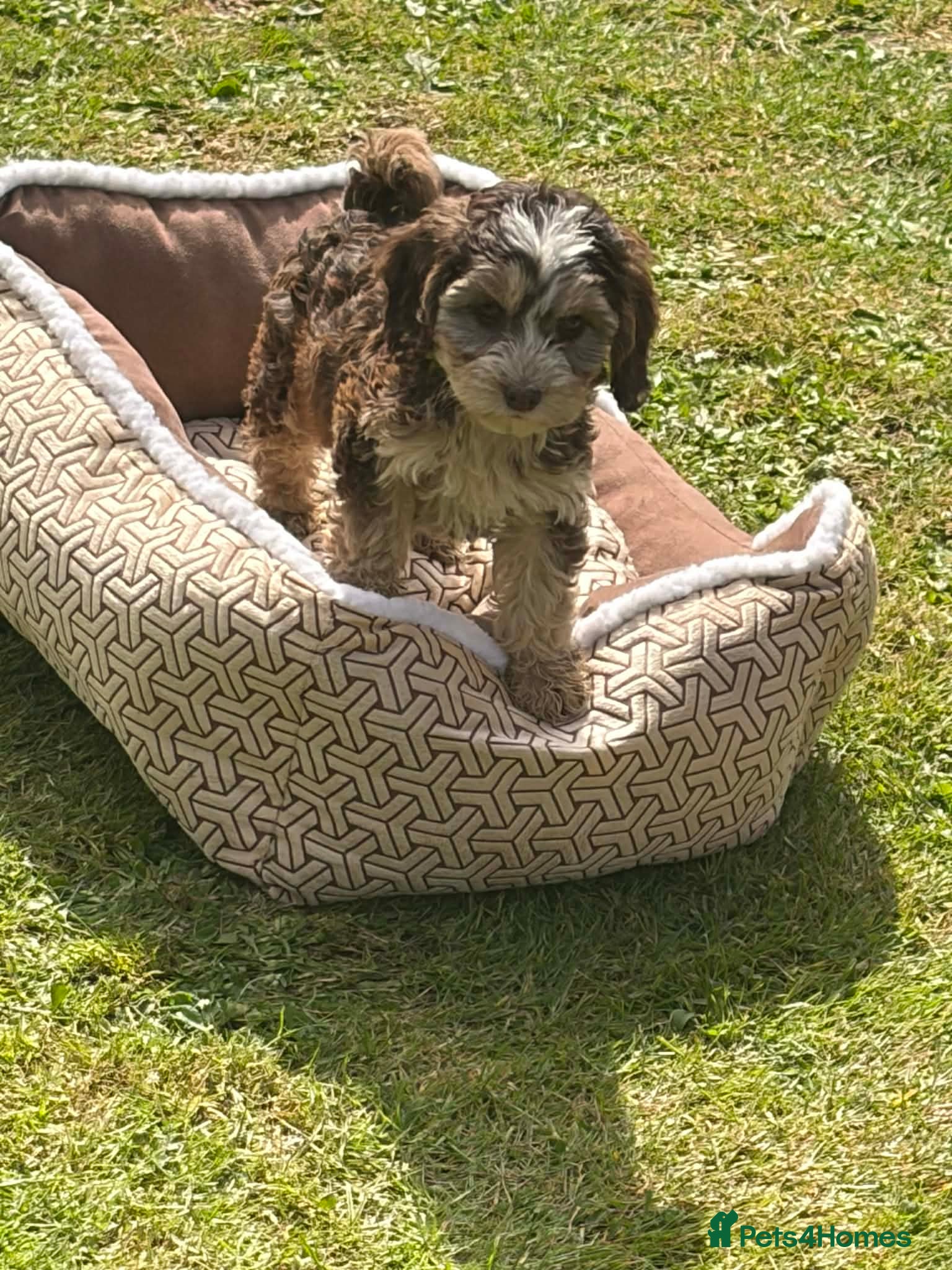 Cockapoo Puppy 3