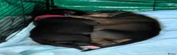 Mixed Breed dogs for sale: Staffy cross X Border collie cross puppies - Advert 6