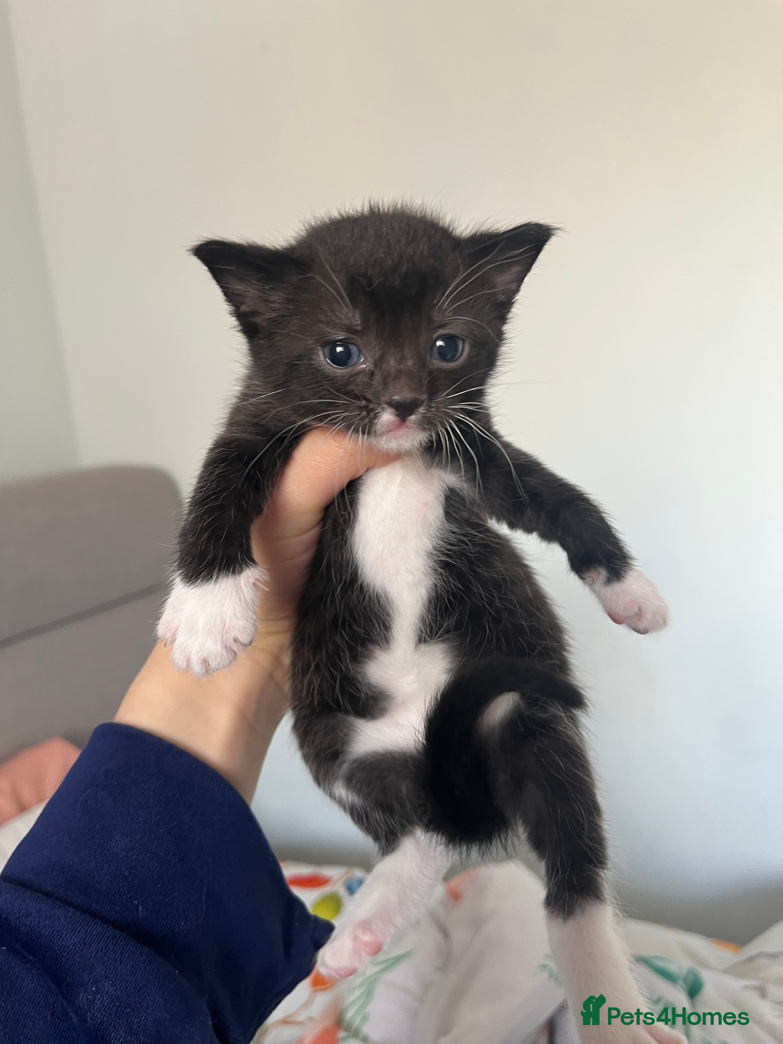 Domestic Shorthair cats Kittens for sale (LAST REMAINING ARE 2) - Advert 18