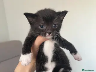 Domestic Shorthair cats Kittens for sale (LAST REMAINING ARE 2) - Advert 18